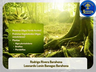Rodrigo Rivera Barahona
Leonardo Lenin Banegas Barahona
• Moneras (Algas Verde Azules)
• Protistas Vegetaloides (Algas
unicelulares)
• Plantae
• Algas pluricelulares
• Briofitas
• Pteridofitas
 