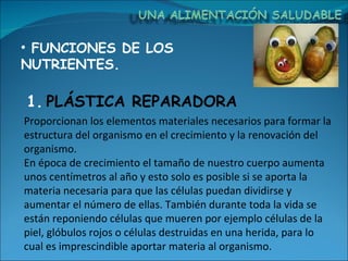 FUNCIONES DE LOS NUTRIENTES. Proporcionan los elementos materiales necesarios para formar la estructura del organismo en el crecimiento y la renovación del organismo.  En época de crecimiento el tamaño de nuestro cuerpo aumenta unos centímetros al año y esto solo es posible si se aporta la materia necesaria para que las células puedan dividirse y aumentar el número de ellas. También durante toda la vida se están reponiendo células que mueren por ejemplo células de la piel, glóbulos rojos o células destruidas en una herida, para lo cual es imprescindible aportar materia al organismo.  PLÁSTICA REPARADORA 