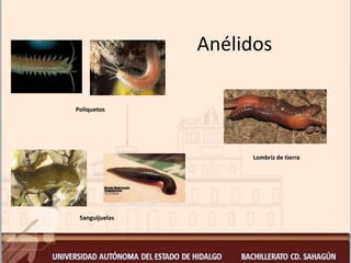 Anélidos
Lombriz de tierra
Poliquetos
Sanguijuelas
 