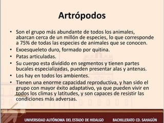 Artrópodos
• Son el grupo más abundante de todos los animales,
abarcan cerca de un millón de especies, lo que corresponde
a 75% de todas las especies de animales que se conocen.
• Exoesqueleto duro, formado por quitina.
• Patas articuladas.
• Su cuerpo esta dividido en segmentos y tienen partes
bucales especializadas, pueden presentar alas y antenas.
• Los hay en todos los ambientes.
• Tienen una enorme capacidad reproductiva, y han sido el
grupo con mayor éxito adaptativo, ya que pueden vivir en
todos los climas y latitudes, y son capaces de resistir las
condiciones más adversas.
 