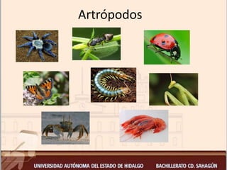 Artrópodos
 