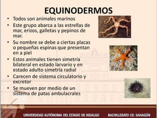 EQUINODERMOS
• Todos son animales marinos
• Este grupo abarca a las estrellas de
mar, erizos, galletas y pepinos de
mar.
• Su nombre se debe a ciertas placas
o pequeñas espinas que presentan
en a piel
• Estos animales tienen simetría
bilateral en estado larvario y en
estado adulto simetría radial
• Carecen de sistema circulatorio y
excretor
• Se mueven por medio de un
sistema de patas ambulacrales
 