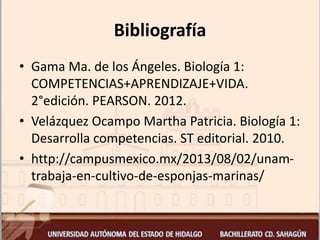 Bibliografía
• Gama Ma. de los Ángeles. Biología 1:
COMPETENCIAS+APRENDIZAJE+VIDA.
2°edición. PEARSON. 2012.
• Velázquez Ocampo Martha Patricia. Biología 1:
Desarrolla competencias. ST editorial. 2010.
• http://campusmexico.mx/2013/08/02/unam-
trabaja-en-cultivo-de-esponjas-marinas/
 