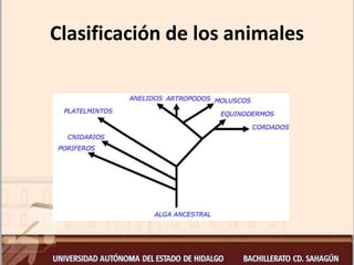 Clasificación de los animales
 