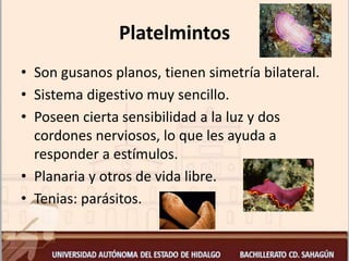 Platelmintos
• Son gusanos planos, tienen simetría bilateral.
• Sistema digestivo muy sencillo.
• Poseen cierta sensibilidad a la luz y dos
cordones nerviosos, lo que les ayuda a
responder a estímulos.
• Planaria y otros de vida libre.
• Tenias: parásitos.
 