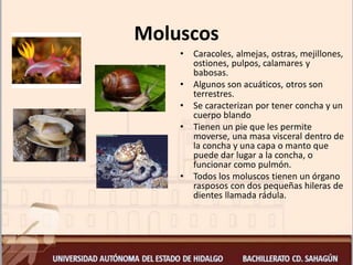 Moluscos
• Caracoles, almejas, ostras, mejillones,
ostiones, pulpos, calamares y
babosas.
• Algunos son acuáticos, otros son
terrestres.
• Se caracterizan por tener concha y un
cuerpo blando
• Tienen un pie que les permite
moverse, una masa visceral dentro de
la concha y una capa o manto que
puede dar lugar a la concha, o
funcionar como pulmón.
• Todos los moluscos tienen un órgano
rasposos con dos pequeñas hileras de
dientes llamada rádula.
 