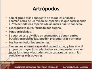Artrópodos
• Son el grupo más abundante de todos los animales,
abarcan cerca de un millón de especies, lo que corresponde
a 75% de todas las especies de animales que se conocen.
• Exoesqueleto duro, formado por quitina.
• Patas articuladas.
• Su cuerpo esta dividido en segmentos y tienen partes
bucales especializadas, pueden presentar alas y antenas.
• Los hay en todos los ambientes.
• Tienen una enorme capacidad reproductiva, y han sido el
grupo con mayor éxito adaptativo, ya que pueden vivir en
todos los climas y latitudes, y son capaces de resistir las
condiciones más adversas.
 
