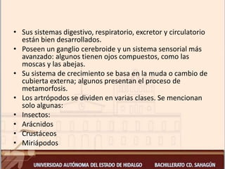 • Sus sistemas digestivo, respiratorio, excretor y circulatorio
están bien desarrollados.
• Poseen un ganglio cerebroide y un sistema sensorial más
avanzado: algunos tienen ojos compuestos, como las
moscas y las abejas.
• Su sistema de crecimiento se basa en la muda o cambio de
cubierta externa; algunos presentan el proceso de
metamorfosis.
• Los artrópodos se dividen en varias clases. Se mencionan
solo algunas:
• Insectos:
• Arácnidos
• Crustáceos
• Miriápodos
 