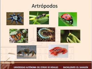Artrópodos
 