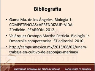 Bibliografía
• Gama Ma. de los Ángeles. Biología 1:
COMPETENCIAS+APRENDIZAJE+VIDA.
2°edición. PEARSON. 2012.
• Velázquez Ocampo Martha Patricia. Biología 1:
Desarrolla competencias. ST editorial. 2010.
• http://campusmexico.mx/2013/08/02/unam-
trabaja-en-cultivo-de-esponjas-marinas/
 