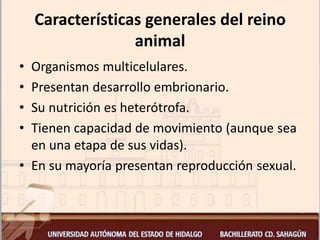 Características generales del reino
animal
• Organismos multicelulares.
• Presentan desarrollo embrionario.
• Su nutrición es heterótrofa.
• Tienen capacidad de movimiento (aunque sea
en una etapa de sus vidas).
• En su mayoría presentan reproducción sexual.
 