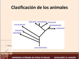 Clasificación de los animales
 