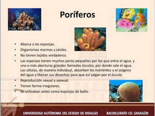 Poríferos
• Abarca a las esponjas.
• Organismos marinos y sésiles.
• No tienen tejidos verdaderos.
• Las esponjas tienen muchos poros pequeños por los que entra el agua, y
una o más aberturas grandes llamadas ósculos, por donde sale el agua.
Las células, de manera individual, absorben los nutrientes y el oxígeno
del agua y liberan sus desechos para que así salgan por el ósculo.
• Reproducción sexual y asexual.
• Tienen forma irregulares.
• Se utilizaban antes como esponjas de baño.
 
