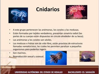 Cnidarios
• A este grupo pertenecen las anémonas, los corales y las medusas.
• Están formadas por tejidos verdaderos, presentan simetría radial (las
partes de su cuerpo están dispuestas en circulo alrededor de su boca).
• Las anémonas y los corales son sésiles.
• Las medusas e hidras son de vida libre, están provistas de estructuras
llamadas nematocistos, las cuales les permiten paralizar a pequeños
organismos para poderlos ingerir.
• Son marinos.
• Reproducción sexual y asexual.
 