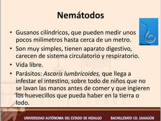 Nemátodos
• Gusanos cilíndricos, que pueden medir unos
pocos milímetros hasta cerca de un metro.
• Son muy simples, tienen aparato digestivo,
carecen de sistema circulatorio y respiratorio.
• Vida libre.
• Parásitos: Ascaris lumbricoides, que llega a
infestar el intestino, sobre todo de niños que no
se lavan las manos antes de comer y que ingieren
los huevecillos que pueda haber en la tierra o
lodo.
 