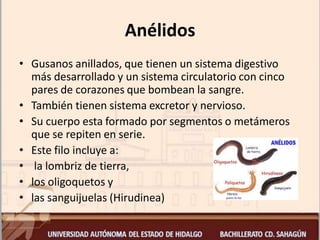 Anélidos
• Gusanos anillados, que tienen un sistema digestivo
más desarrollado y un sistema circulatorio con cinco
pares de corazones que bombean la sangre.
• También tienen sistema excretor y nervioso.
• Su cuerpo esta formado por segmentos o metámeros
que se repiten en serie.
• Este filo incluye a:
• la lombriz de tierra,
• los oligoquetos y
• las sanguijuelas (Hirudinea)
 