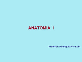 ANATOMÍA  I Profesor: RodrÍguez Villaizán 