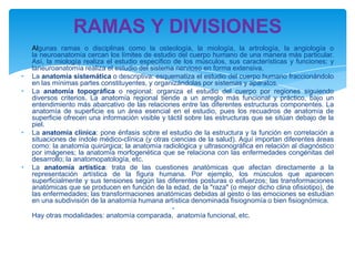 RAMAS Y DIVISIONES
    Algunas ramas o disciplinas como la osteología, la miología, la artrología, la angiología o
    la neuroanatomía cercan los límites de estudio del cuerpo humano de una manera más particular.
    Así, la miología realiza el estudio específico de los músculos, sus características y funciones; y
    laneuroanatomía realiza el estudio del sistema nervioso en forma extensiva.
•   La anatomía sistemática o descriptiva: esquematiza el estudio del cuerpo humano fraccionándolo
    en las mínimas partes constituyentes, y organizándolas por sistemas y aparatos.
•   La anatomía topográfica o regional: organiza el estudio del cuerpo por regiones siguiendo
    diversos criterios. La anatomía regional tiende a un arreglo más funcional y práctico, bajo un
    entendimiento más abarcativo de las relaciones entre las diferentes estructuras componentes. La
    anatomía de superficie es un área esencial en el estudio, pues los recuadros de anatomía de
    superficie ofrecen una información visible y táctil sobre las estructuras que se sitúan debajo de la
    piel.
•   La anatomía clínica: pone énfasis sobre el estudio de la estructura y la función en correlación a
    situaciones de índole médico-clínica (y otras ciencias de la salud). Aquí importan diferentes áreas
    como: la anatomía quirúrgica; la anatomía radiológica y ultrasonográfica en relación al diagnóstico
    por imágenes; la anatomía morfogenética que se relaciona con las enfermedades congénitas del
    desarrollo; la anatomopatología, etc.
•   La anatomía artística: trata de las cuestiones anatómicas que afectan directamente a la
    representación artística de la figura humana. Por ejemplo, los músculos que aparecen
    superficialmente y sus tensiones según las diferentes posturas o esfuerzos; las transformaciones
    anatómicas que se producen en función de la edad, de la "raza" (o mejor dicho clina ofisiotipo), de
    las enfermedades; las transformaciones anatómicas debidas al gesto o las emociones se estudian
    en una subdivisión de la anatomía humana artística denominada fisiognomía o bien fisiognómica.
                                                   •
    Hay otras modalidades: anatomía comparada, anatomía funcional, etc.
 