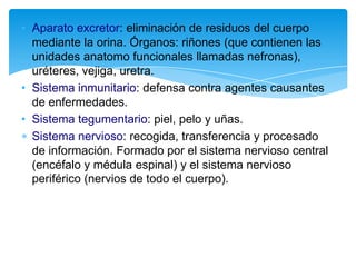 • Aparato excretor: eliminación de residuos del cuerpo
  mediante la orina. Órganos: riñones (que contienen las
  unidades anatomo funcionales llamadas nefronas),
  uréteres, vejiga, uretra.
• Sistema inmunitario: defensa contra agentes causantes
  de enfermedades.
• Sistema tegumentario: piel, pelo y uñas.
  Sistema nervioso: recogida, transferencia y procesado
  de información. Formado por el sistema nervioso central
  (encéfalo y médula espinal) y el sistema nervioso
  periférico (nervios de todo el cuerpo).
 