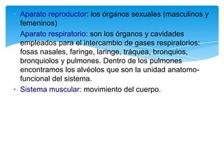 • Aparato reproductor: los órganos sexuales (masculinos y
  femeninos)
• Aparato respiratorio: son los órganos y cavidades
  empleados para el intercambio de gases respiratorios:
  fosas nasales, faringe, laringe, tráquea, bronquios,
  bronquiolos y pulmones. Dentro de los pulmones
  encontramos los alvéolos que son la unidad anatomo-
  funcional del sistema.
• Sistema muscular: movimiento del cuerpo.
 
