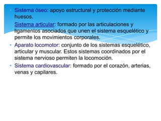 • Sistema óseo: apoyo estructural y protección mediante
  huesos.
• Sistema articular: formado por las articulaciones y
  ligamentos asociados que unen el sistema esquelético y
  permite los movimientos corporales.
• Aparato locomotor: conjunto de los sistemas esquelético,
  articular y muscular. Estos sistemas coordinados por el
  sistema nervioso permiten la locomoción.
• Sistema cardiovascular: formado por el corazón, arterias,
  venas y capilares.
 