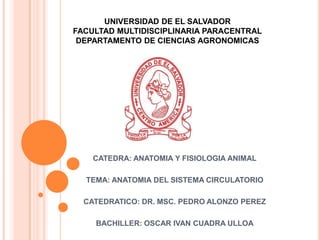 UNIVERSIDAD DE EL SALVADOR
FACULTAD MULTIDISCIPLINARIA PARACENTRAL
DEPARTAMENTO DE CIENCIAS AGRONOMICAS
CATEDRA: ANATOMIA Y FISIOLOGIA ANIMAL
TEMA: ANATOMIA DEL SISTEMA CIRCULATORIO
CATEDRATICO: DR. MSC. PEDRO ALONZO PEREZ
BACHILLER: OSCAR IVAN CUADRA ULLOA
 
