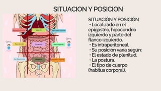 Anatomia Rosa Anatomía Cuerpo Humano Ilustrado Rosa y Beige.pdf