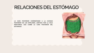 Anatomia Rosa Anatomía Cuerpo Humano Ilustrado Rosa y Beige.pdf