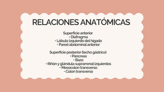 Anatomia Rosa Anatomía Cuerpo Humano Ilustrado Rosa y Beige.pdf