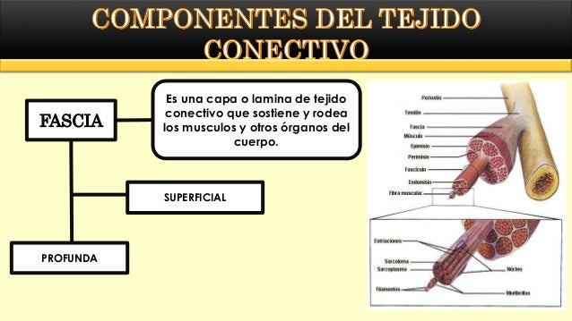 Resultado de imagen de fascia piel