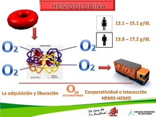 HEMOGLOBINA12.1 – 15.1 g/dLO2O213.8 – 17.2 g/dLO2O24 (O2)Cooperatividad o interacción HEMO-HEMOLa adquisición y liberación