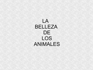 LA  BELLEZA  DE  LOS  ANIMALES 