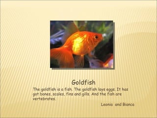 Goldfish
The goldfish is a fish. The goldfish lays eggs. It has
got bones, scales, fins and gills. And the fish are
vertebrates.
                                        Leonia and Bianca
 