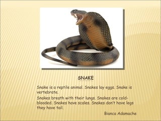 Snake is a reptile animal. Snakes lay eggs. Snake is
vertebrate.
Snakes breath with their lungs. Snakes are cold-
blooded. Snakes have scales. Snakes don’t have legs
they have tail.
                                     Bianca Adamache
 