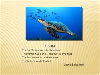 The turtle is a vertebrate animal.
The turtle has a shell. The turtle lays eggs.
Turtles breath with their lungs.
Turtles are cold-blooded.
                                     Leonia Balde Bari
 