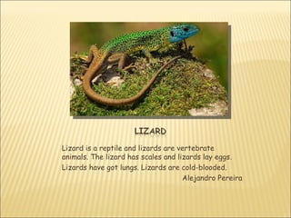 Lizard is a reptile and lizards are vertebrate
animals. The lizard has scales and lizards lay eggs.
Lizards have got lungs. Lizards are cold-blooded.
                                     Alejandro Pereira
 