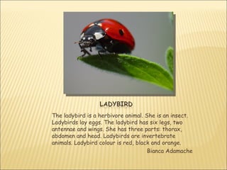 The ladybird is a herbivore animal. She is an insect.
Ladybirds lay eggs. The ladybird has six legs, two
antennae and wings. She has three parts: thorax,
abdomen and head. Ladybirds are invertebrate
animals. Ladybird colour is red, black and orange.
                                     Bianca Adamache
 