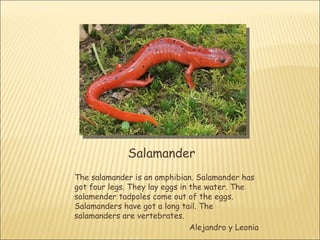 Salamander
The salamander is an amphibian. Salamander has
got four legs. They lay eggs in the water. The
salamender tadpoles come out of the eggs.
Salamanders have got a long tail. The
salamanders are vertebrates.
                                Alejandro y Leonia
 