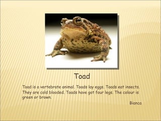 Toad
Toad is a vertebrate animal. Toads lay eggs. Toads eat insects.
They are cold blooded. Toads have got four legs. The colour is
green or brown.
                                                         Bianca
 
