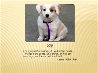 It’s a domestic animal. It lives in the house.
The dog eats bones. It’s brown. It has got
four legs, small ears and small tail.
                               Leonia Balde Bari
 