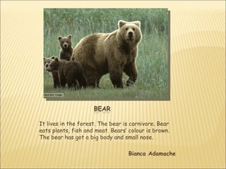 It lives in the forest. The bear is carnivore. Bear
eats plants, fish and meat. Bears’ colour is brown.
The bear has got a big body and small nose.

                                  Bianca Adamache
 