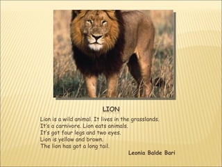 Lion is a wild animal. It lives in the grasslands.
It’s a carnivore. Lion eats animals.
It’s got four legs and two eyes.
Lion is yellow and brown.
The lion has got a long tail.
                                      Leonia Balde Bari
 
