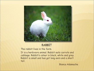 The rabbit lives in the farm.
It is a herbivore animal. Rabbit eats carrots and
cabbage. Rabbit’s colour is black, white and grey.
Rabbit is small and has got long ears and a short
tail.
                                    Bianca Adamache
 