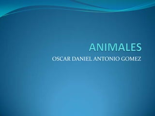 OSCAR DANIEL ANTONIO GOMEZ
 