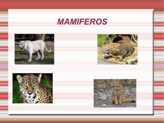 MAMIFEROS
 