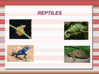 REPTILES
 