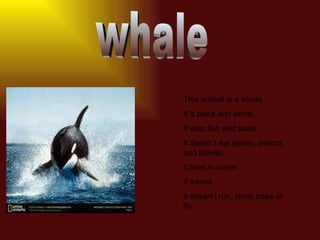 whale This animal is a whale. It´s black and white. It eats fish and seals. It doesn´t eat plants, insects and leaves. It lives in water.  It swims. It doesn´t run, climb trees or fly. 