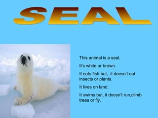 SEAL This animal is a seal. It’s white or brown.  It eats fish but,  it doesn’t eat insects or plants. It lives on land. It swims but, it doesn’t run,climb trees or fly. 