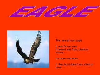 EAGLE This  animal is an eagle. It  eats fish or meat. It doesn’t  eat  fruits, plants or  insects . It’s brown and white. It  flies, but it doesn’t run, climb or  swim. 