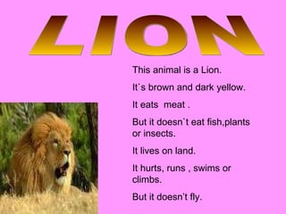 LION This animal is a Lion. It`s brown and dark yellow. It eats  meat . But it doesn`t eat fish,plants or insects. It lives on land. It hurts, runs , swims or climbs. But it doesn’t fly. 